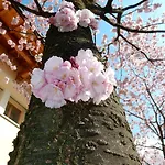 Primula 贝拉焦