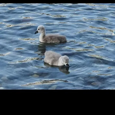 Primula Белладжо