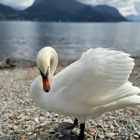 Апартаменты Primula *