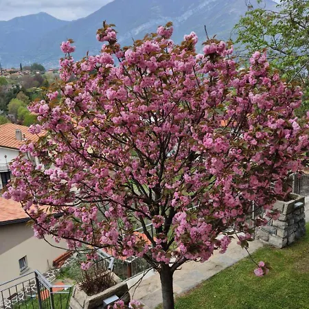 Primula * Белладжо