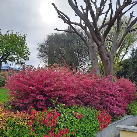 דירה Primula