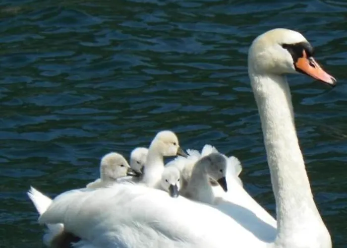 Primula Appartement *