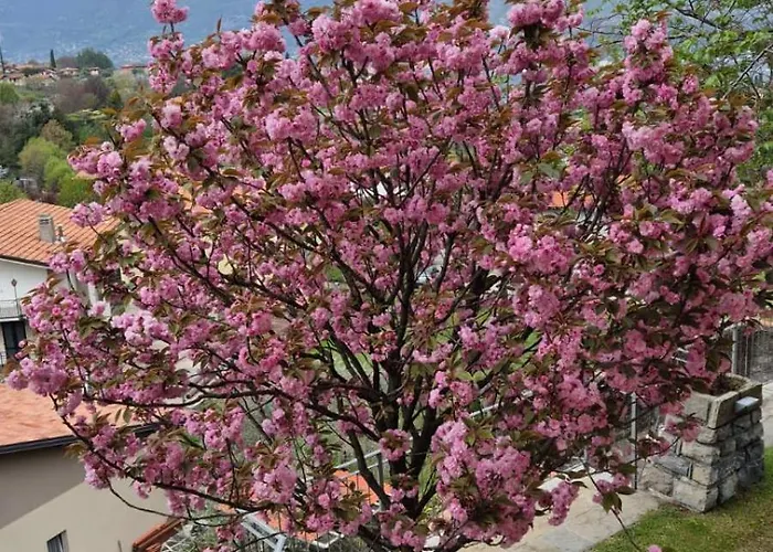 Primula * Белладжо