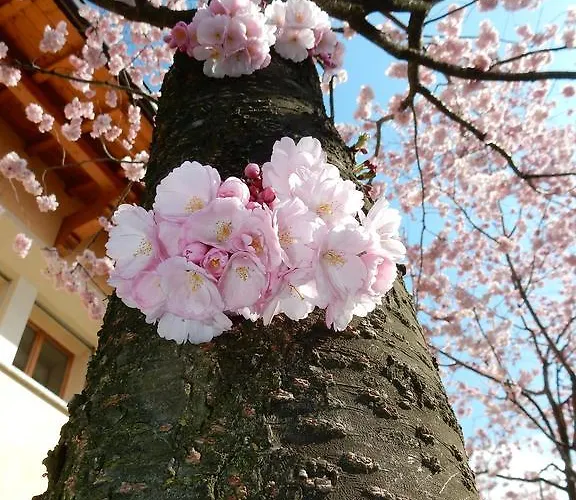 Primula Белладжо