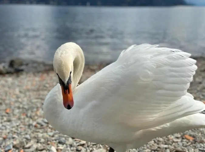 Appartement Primula *